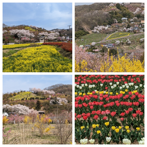 花見山.jpg