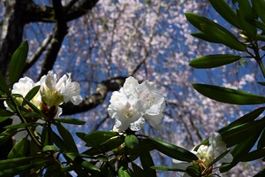 三千院029.jpg