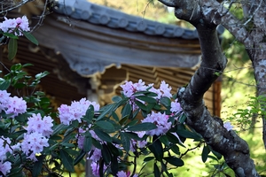 三千院005.jpg