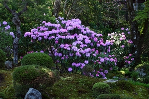 三千院004.jpg