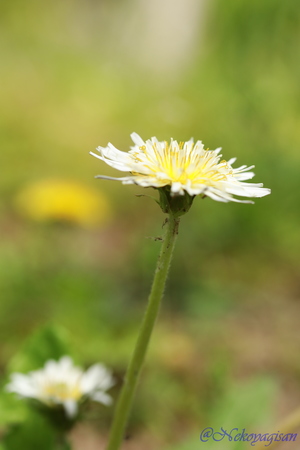 230414_白花タンポポ.JPG