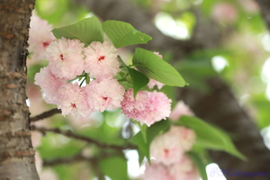 230414_兼六園菊桜.JPG