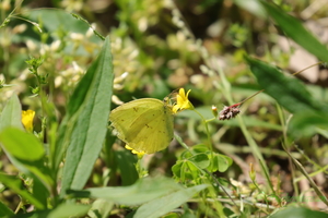 230422_キタキチョウ.JPG