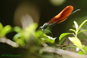 230501_nihonkawatonbow.JPG