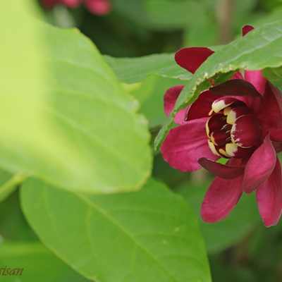 230513_calycanthus.JPG