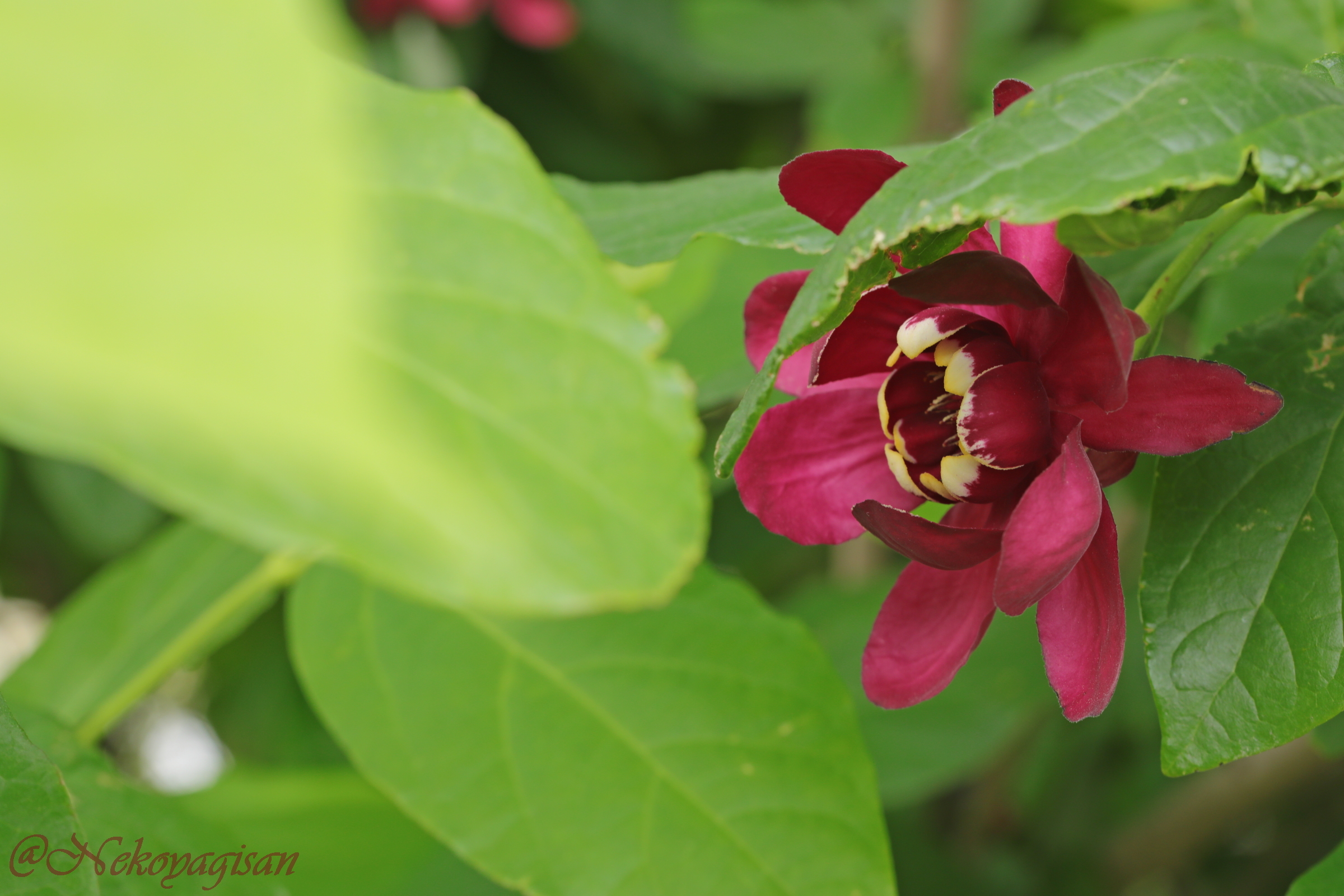 230513_calycanthus.JPG