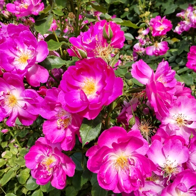 DSC_0528.JPG