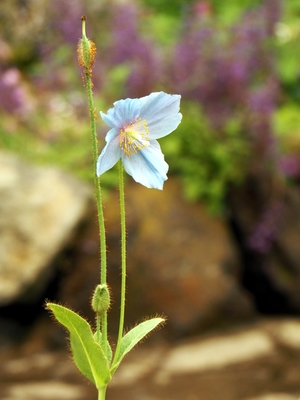 けしの花01.JPG