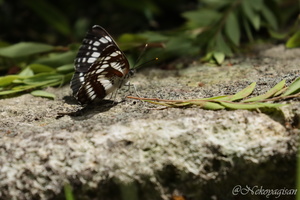 230528_hosimisuji.JPG