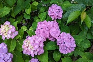 紫陽花032.jpg