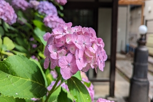 紫陽花025.jpg