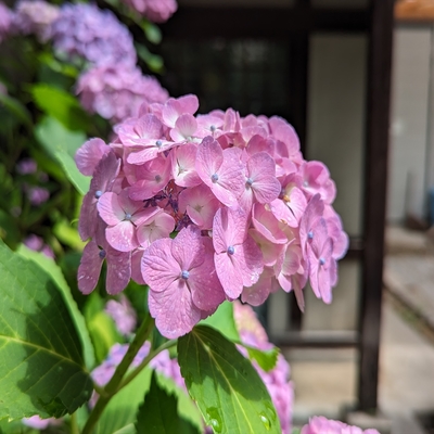 紫陽花025.jpg