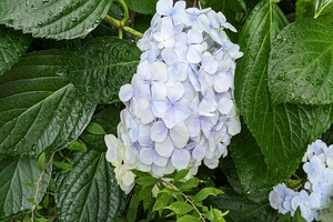 紫陽花020.jpg