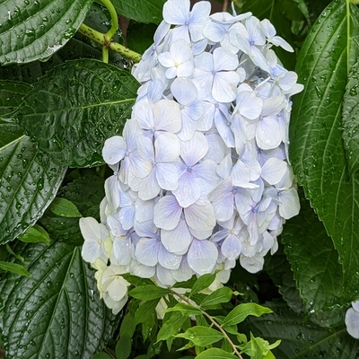 紫陽花020.jpg
