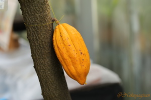 230610_cacao.JPG