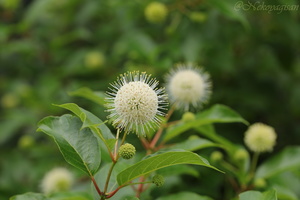 230610_cephalanthus_moonlight_fantasy.JPG