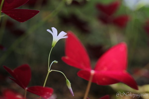 200629_Oxalis.JPG