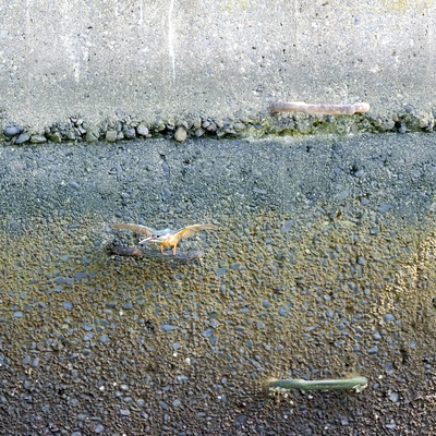 カワセミ通過.jpg