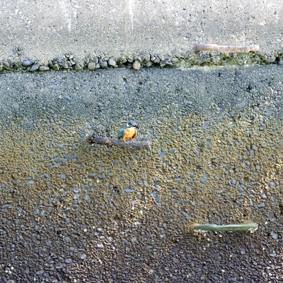 カワセミ通過_(4).jpg