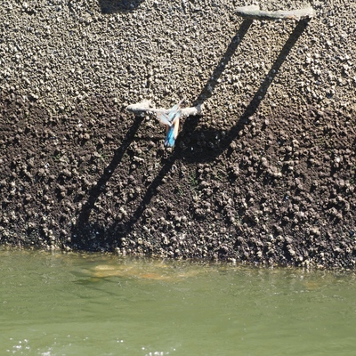 かわせみ_(6).jpg