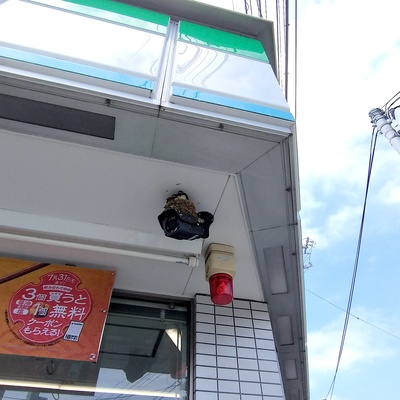 つばめ1.jpeg