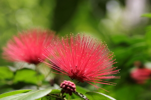 190825_Calliandra.JPG