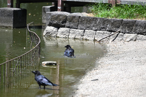 カラス水浴び_.JPG