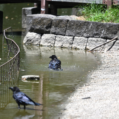カラス水浴び_.JPG