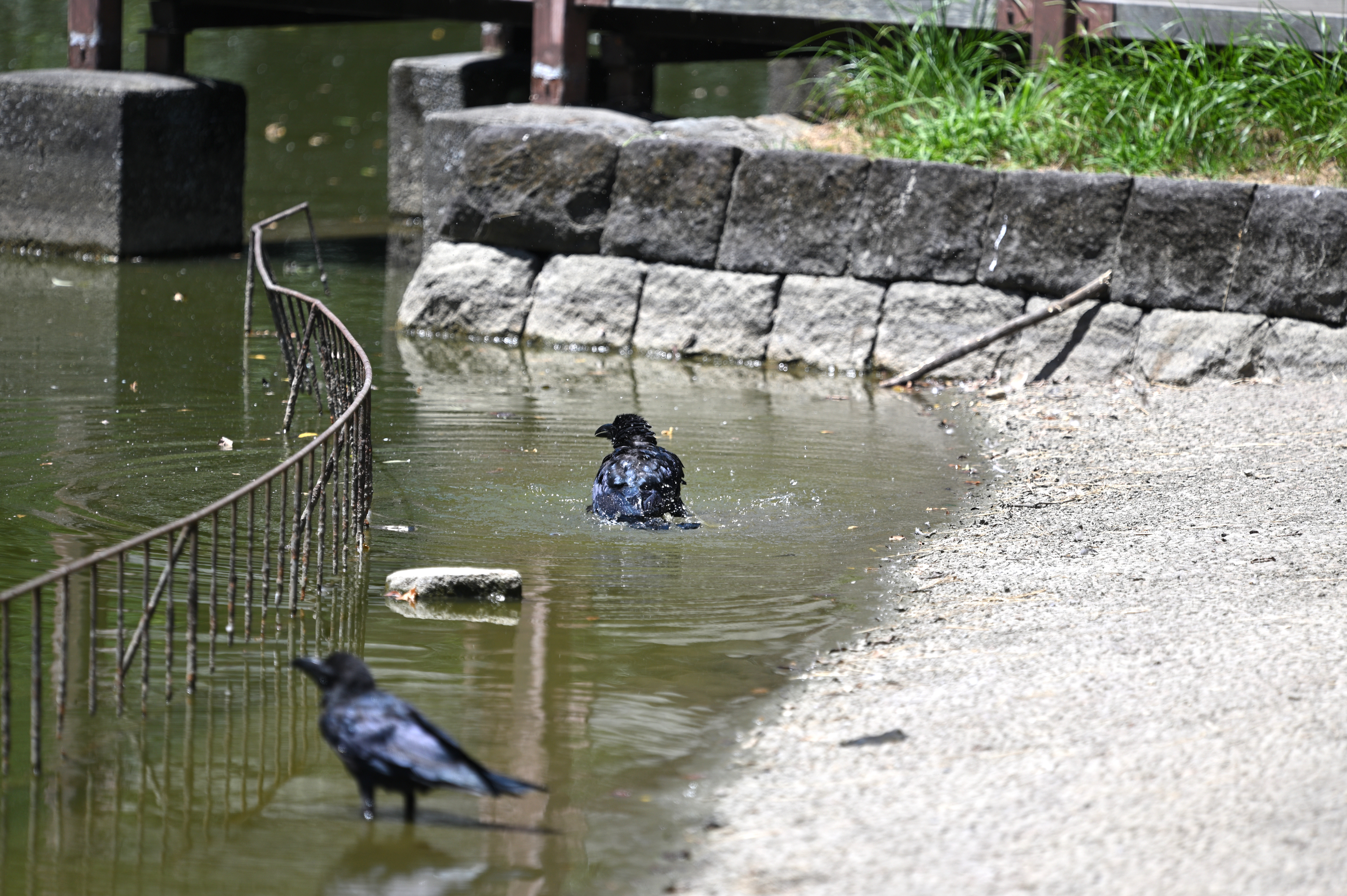 カラス水浴び_.JPG