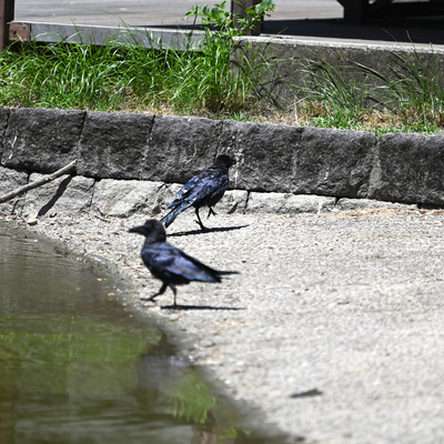 カラス水浴び__02.JPG