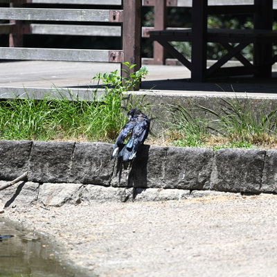 カラス水浴び__03.JPG