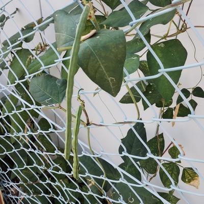 野菜.jpeg