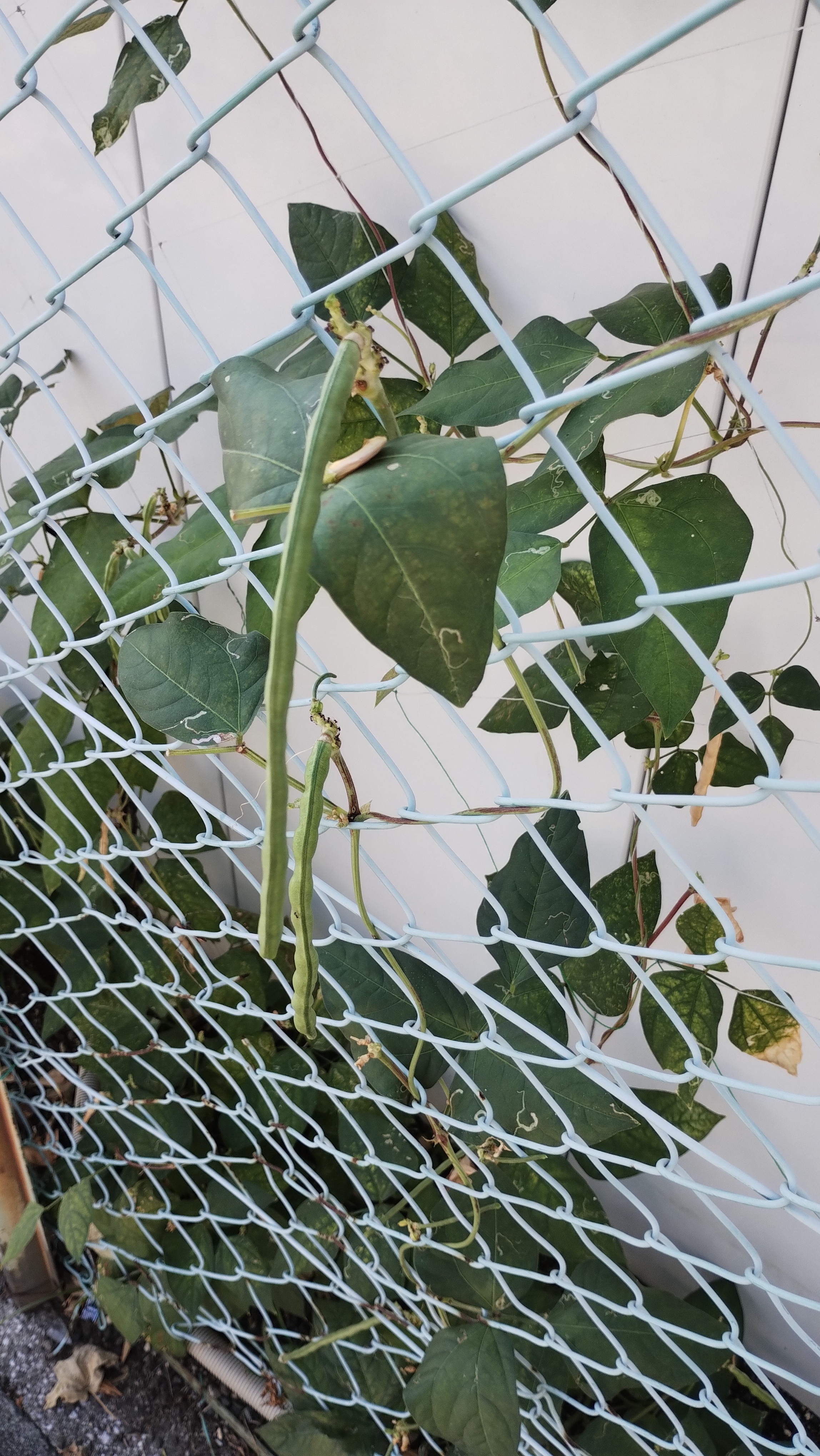 野菜.jpeg