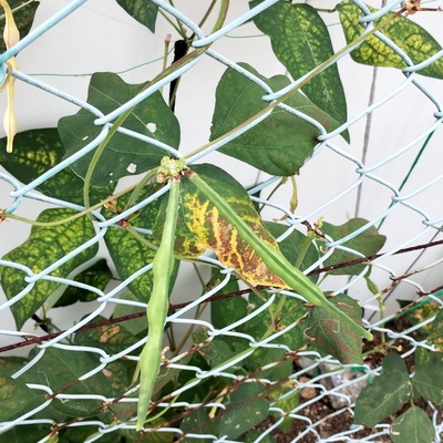 野菜1.jpeg