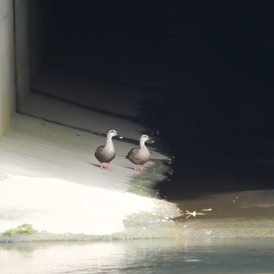 カルガモ11.jpg
