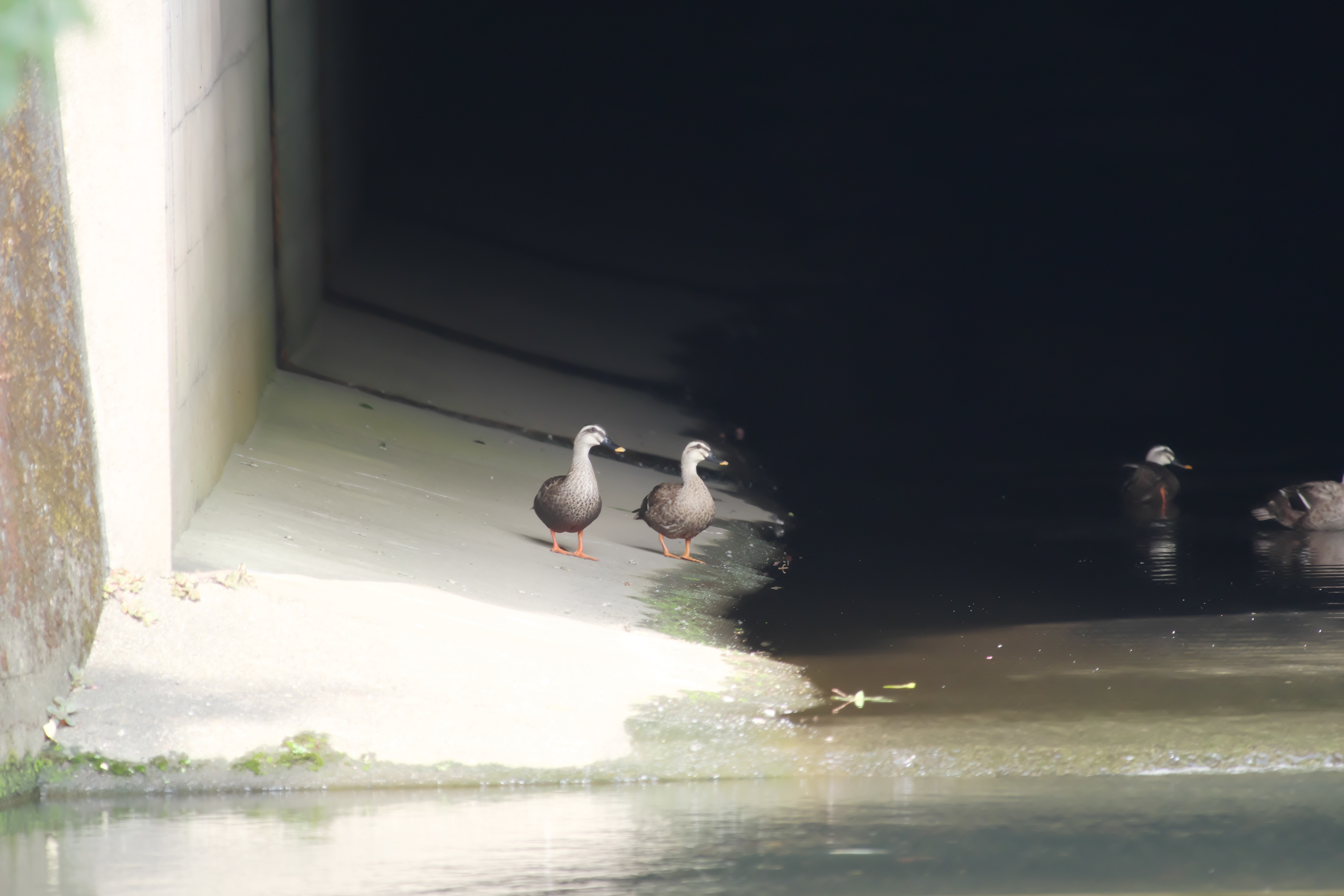 カルガモ11.jpg