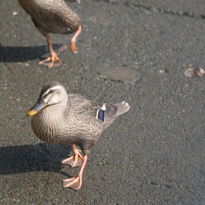 若カル3.jpg