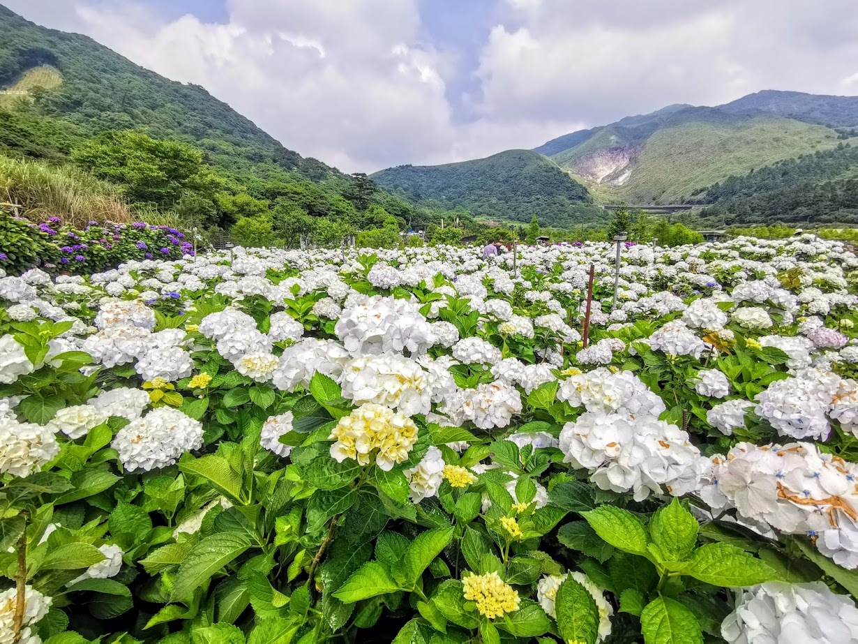 竹子湖_大賞園.jpg