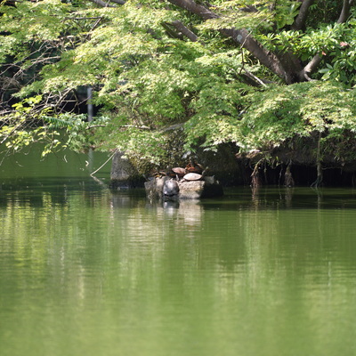 カメ.jpg