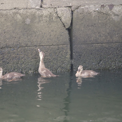 4カル親子30.jpg