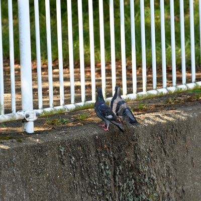 はと_.JPG