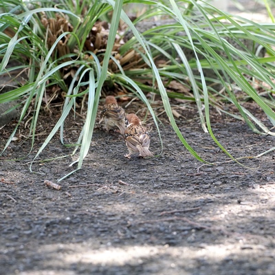 すずめ.jpg