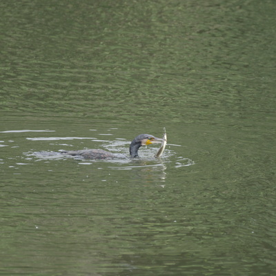 カワウアナゴ1.jpg