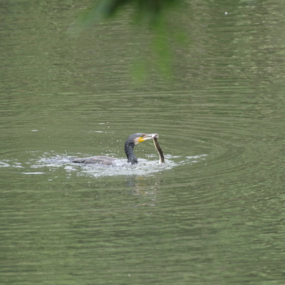 カワウアナゴ6.jpg