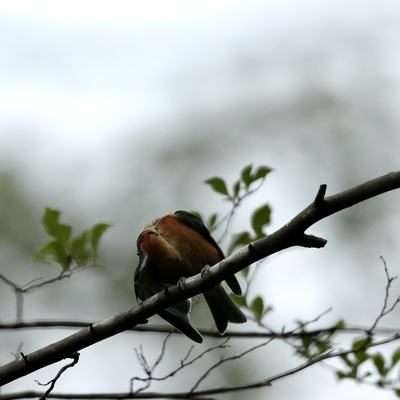 IMG_1870.jpeg