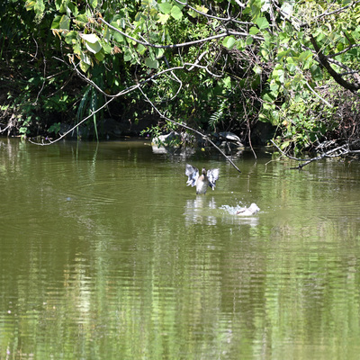 コガモ__05.JPG