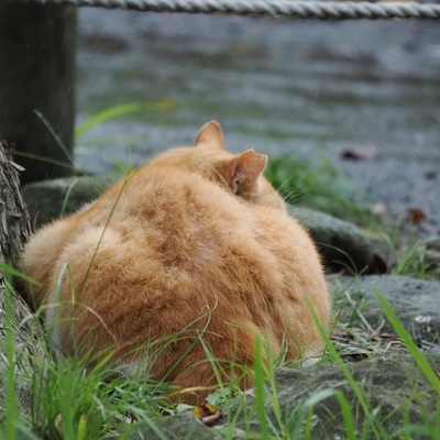ねこ.jpg
