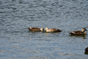 カルガモ喧嘩_.JPG