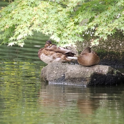 マガモ_(5).jpg