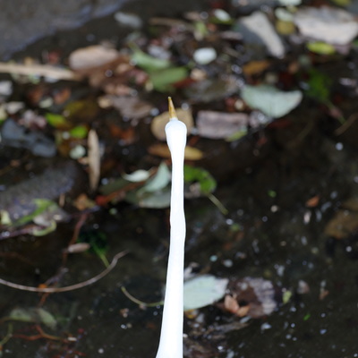 ダイサギ4.jpg